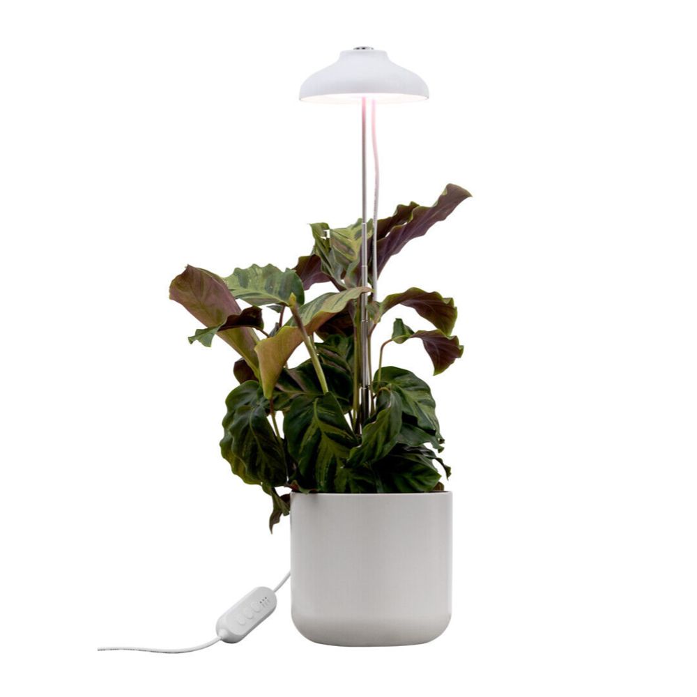Airam Iris LED-kasvivalaisin 5 W 240 lm USB valkoinen