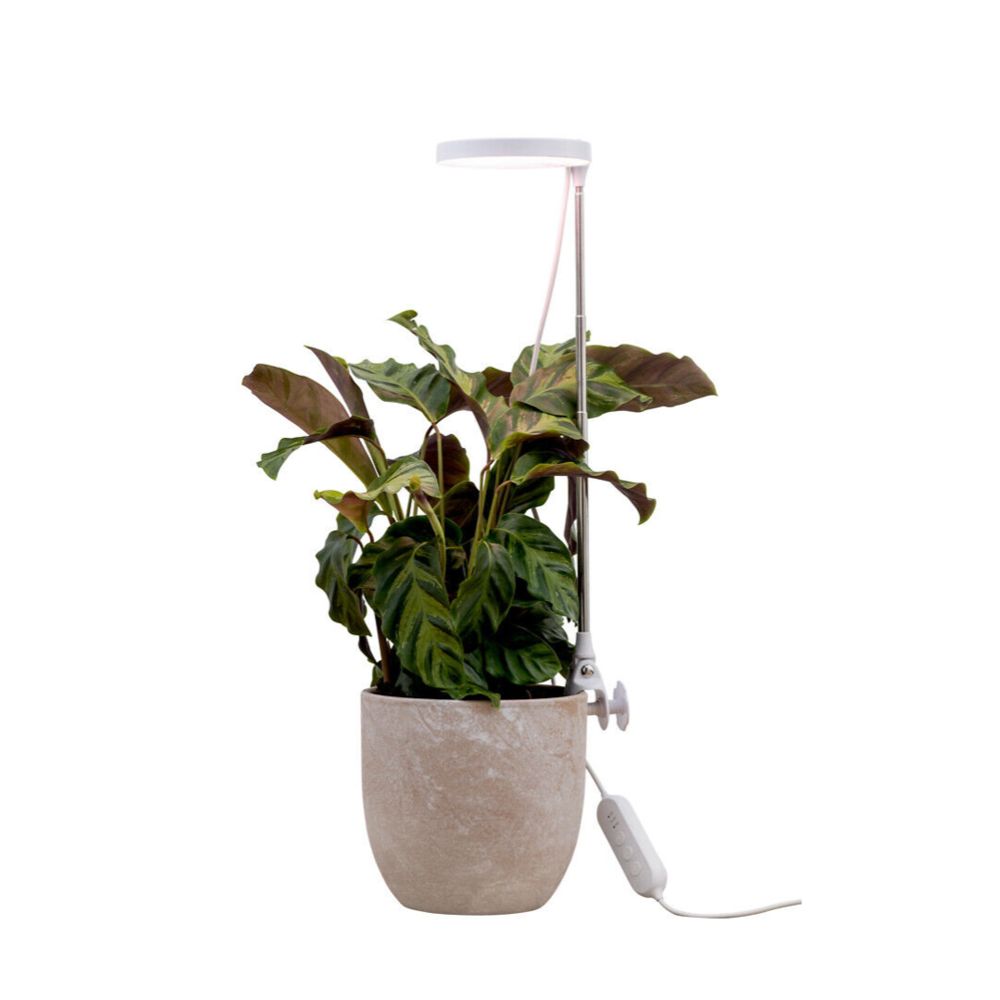 Airam Rose LED växtlampa 10 W 290 lm USB vit