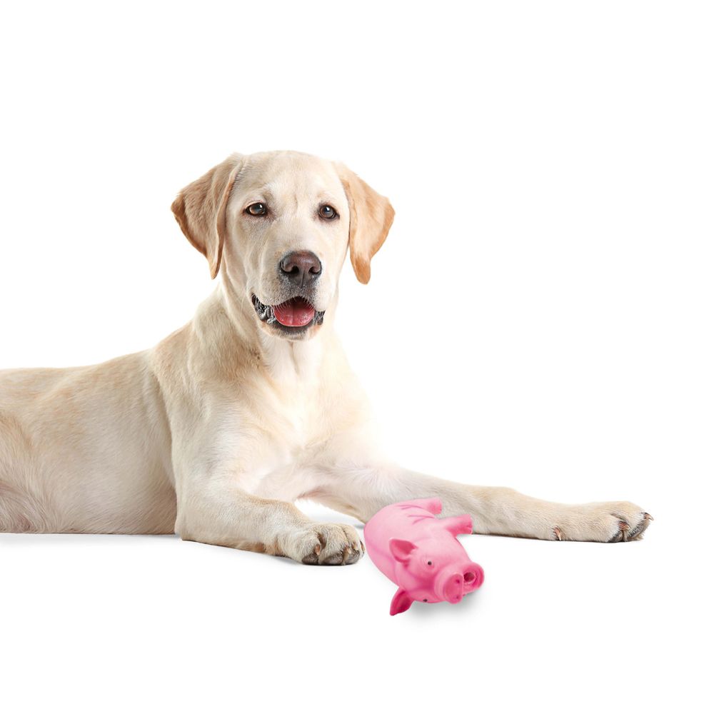 Pet Toys hundleksak gris