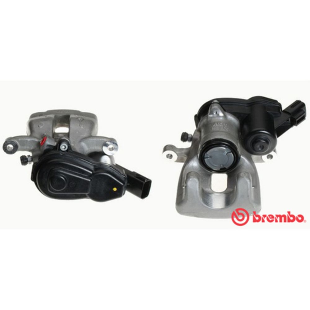 Jarrusatula 23-00955