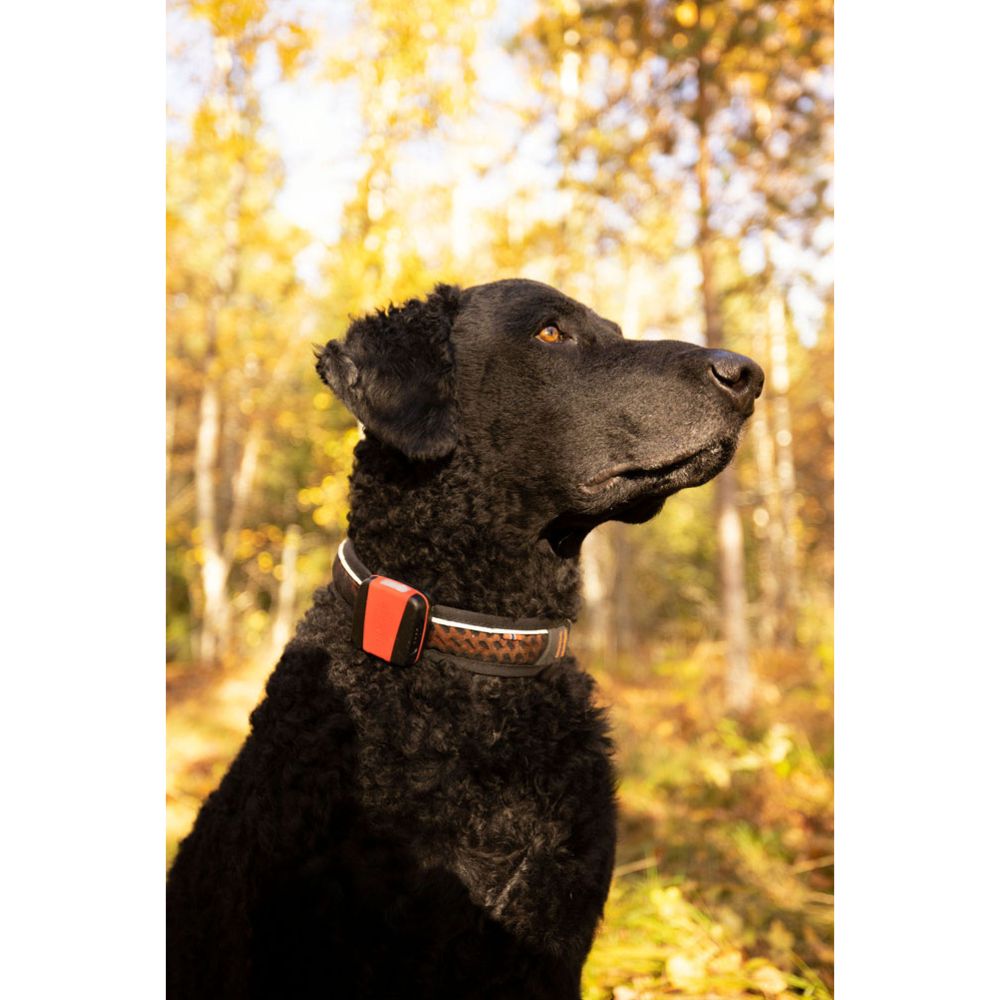 Tracker Active koira GPS
